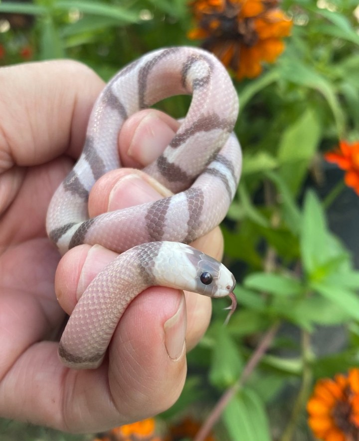 Ghost Honduran Milk Snake